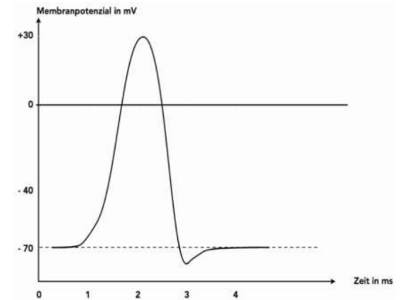 Diagramm eines Aktionspotenzials mit Membranpotenzial-Verlauf über die Zeit.